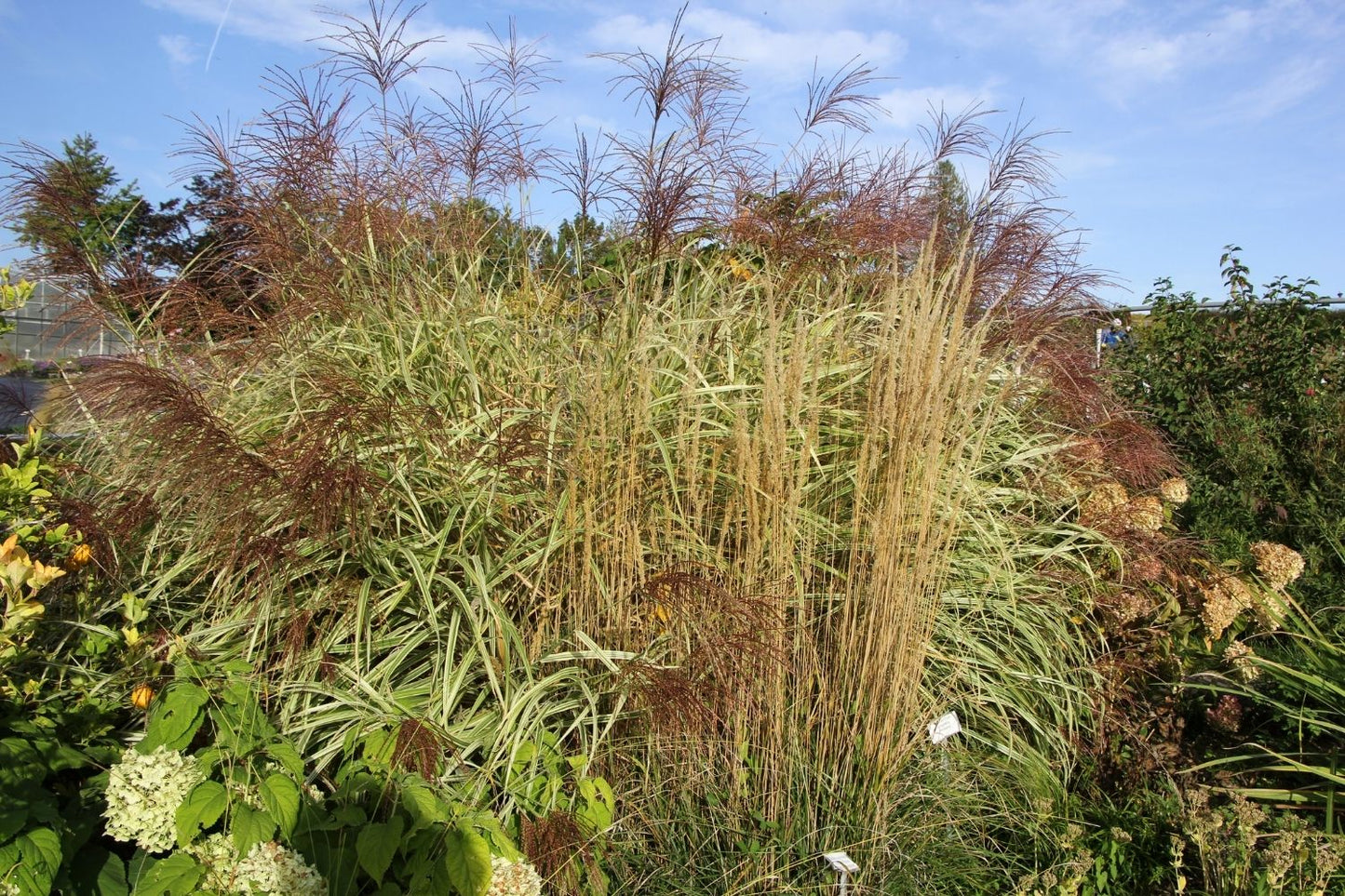 Miscanthus sinensis 'Variegatus' (Chinaschilf)