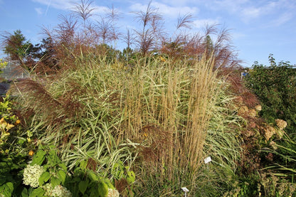 Miscanthus sinensis 'Variegatus' (Chinaschilf)
