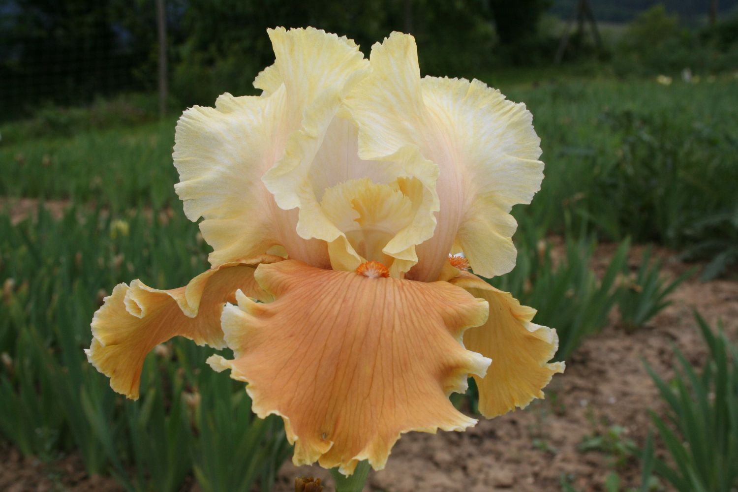 Iris Barbata-Elatior 'English Charm' Hohe Bartschwertlilie