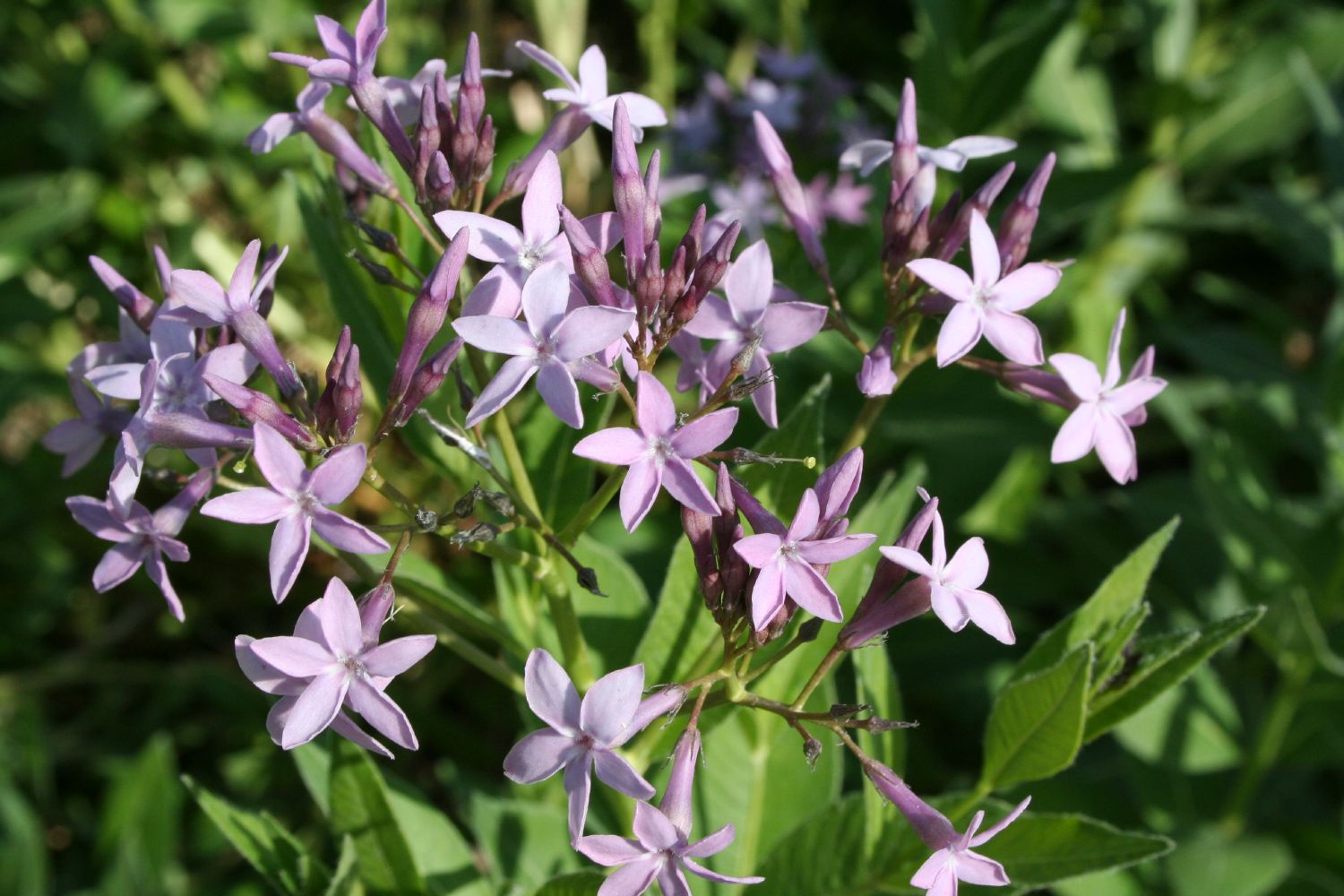 Amsonia orientalis Amsonie