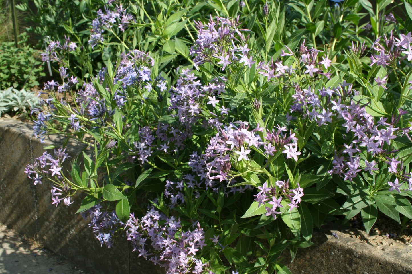 Amsonia orientalis (Amsonie)
