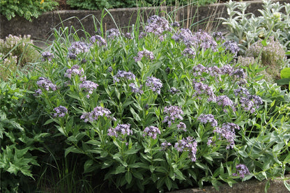 Amsonia orientalis (Amsonie)