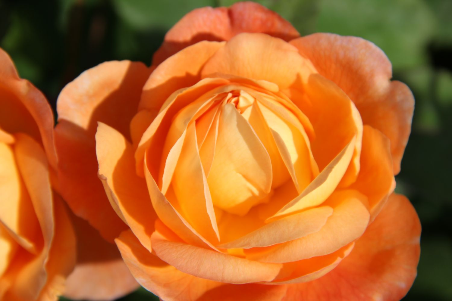 Rose 'Lady Emma Hamilton' Englische Rose