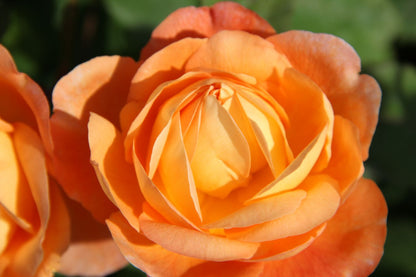 Rose 'Lady Emma Hamilton' Englische Rose
