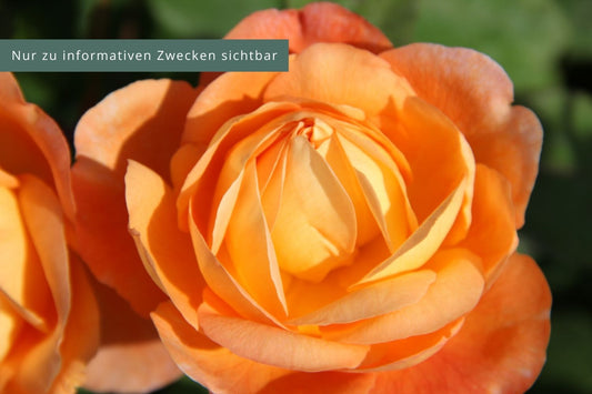 Rose 'Lady Emma Hamilton' Englische Rose