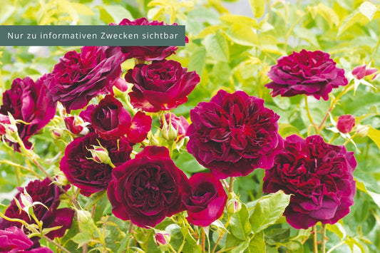 Rose 'Munstead Wood' Englische Rose
