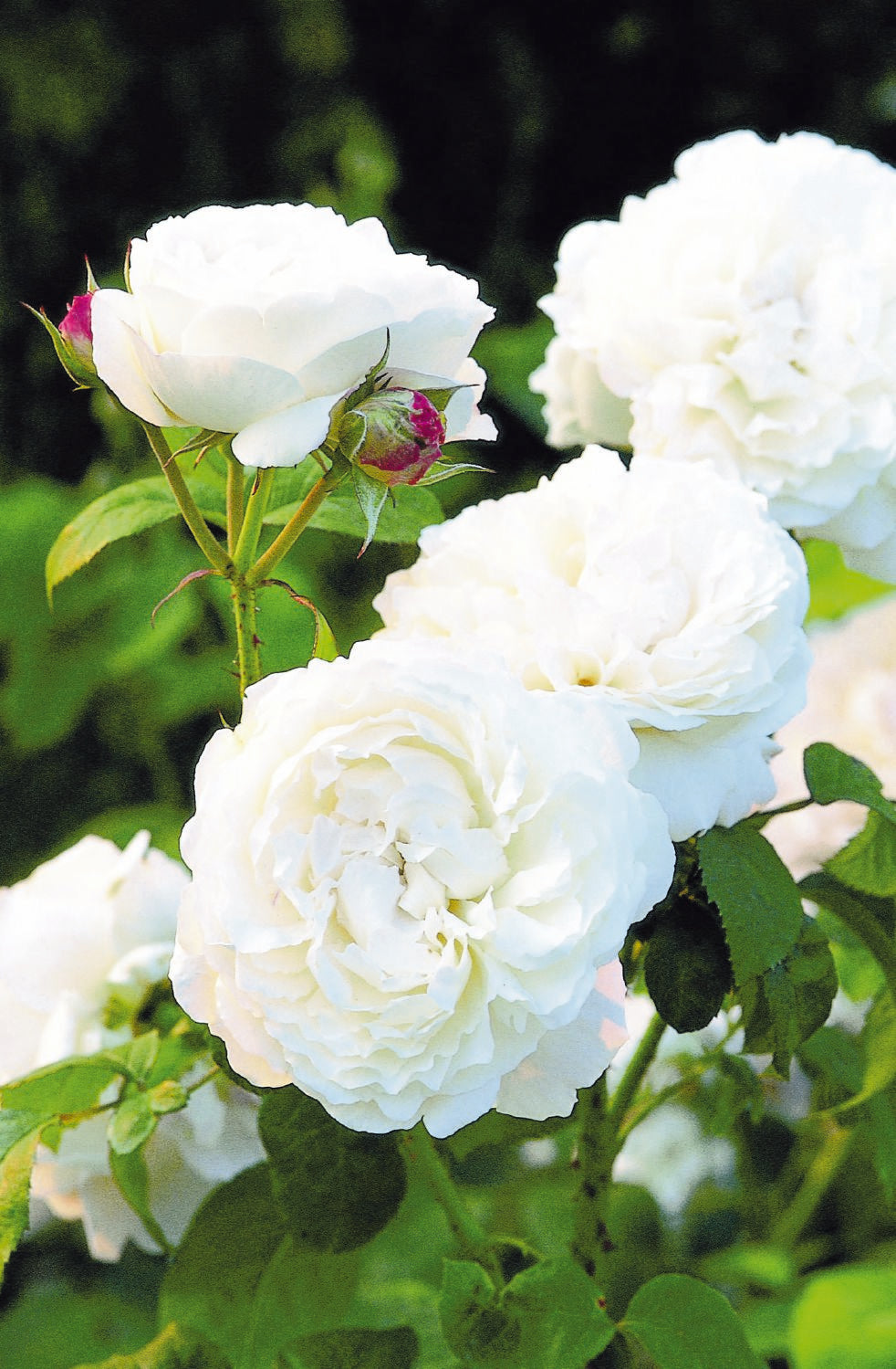 Rose 'Winchester Cathedral' Englische Rose