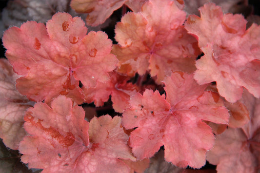 Heuchera 'Cherry Cola' Purpurglöckchen