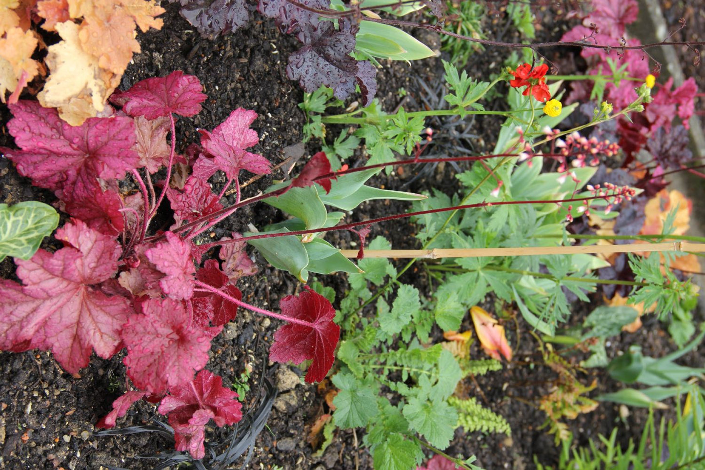 Heuchera 'Cherry Cola' (Purpurglöckchen)