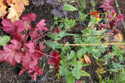 Heuchera 'Cherry Cola' (Purpurglöckchen)