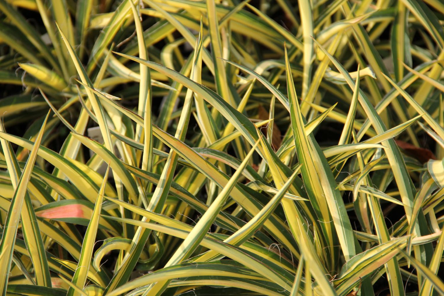 Yucca flaccida 'Color Guard' (Panaschierte Palmlilie)
