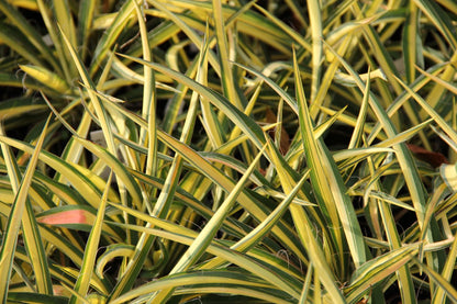 Yucca flaccida 'Color Guard' (Panaschierte Palmlilie)