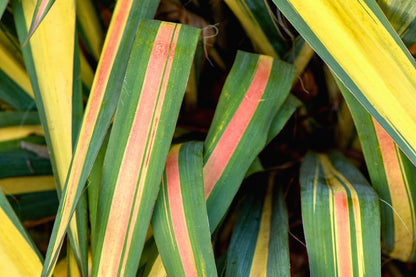 Yucca flaccida 'Color Guard' (Panaschierte Palmlilie)