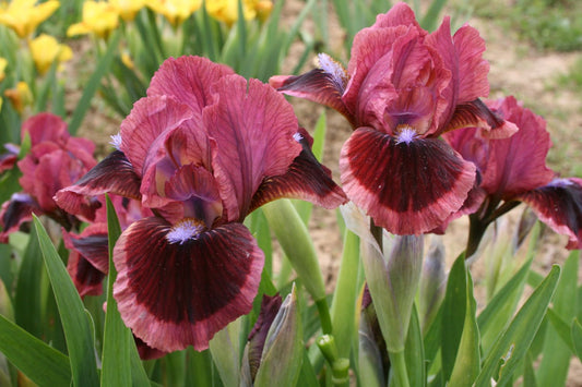 Iris Barbata-Nana 'Cat's Eye' Zwergschwertlilie