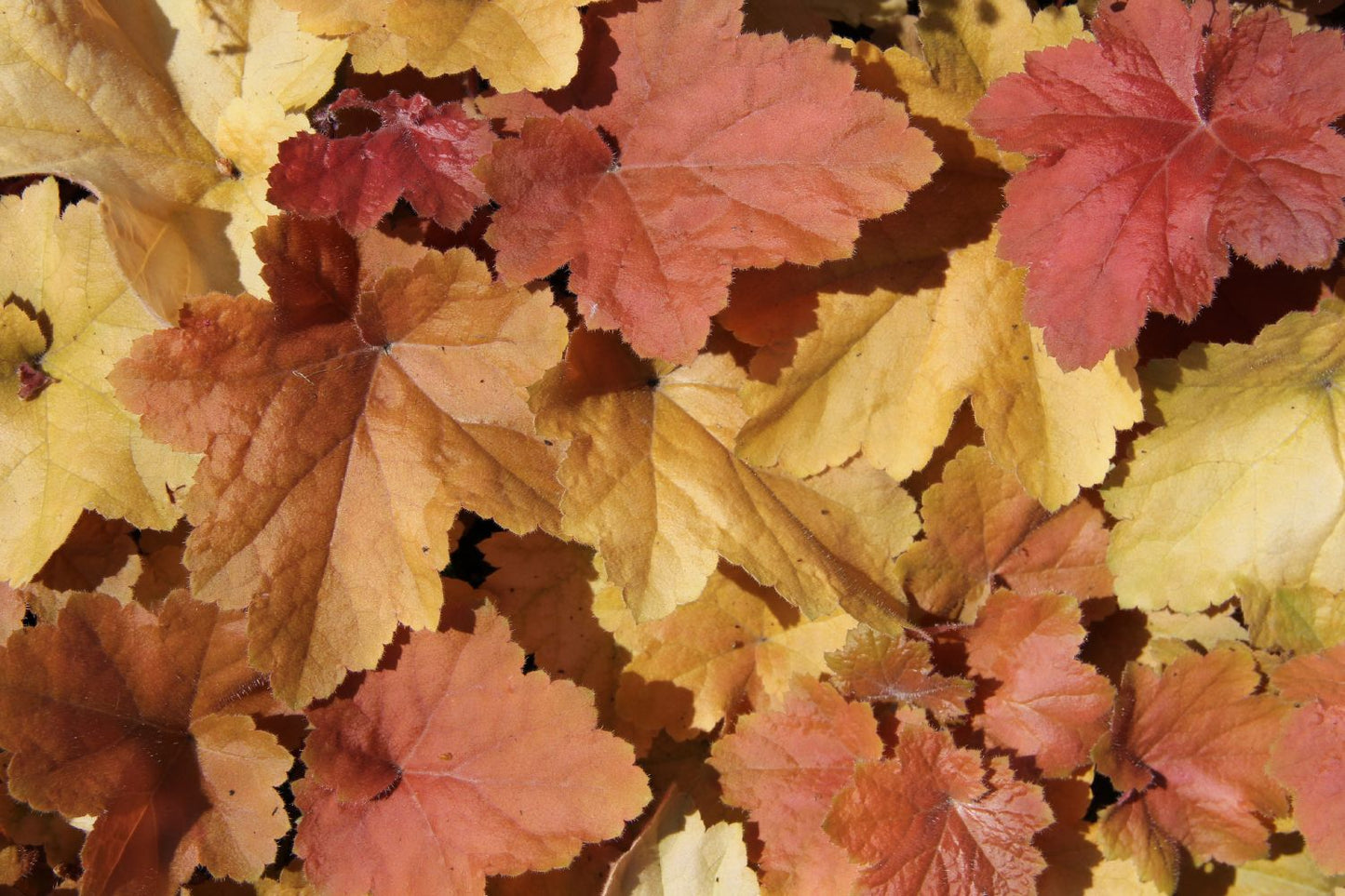 Heuchera 'Southern Comfort' Silberglöckchen