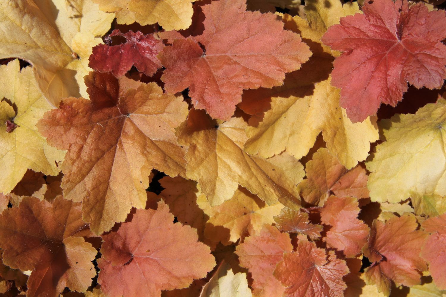 Heuchera 'Southern Comfort' Silberglöckchen