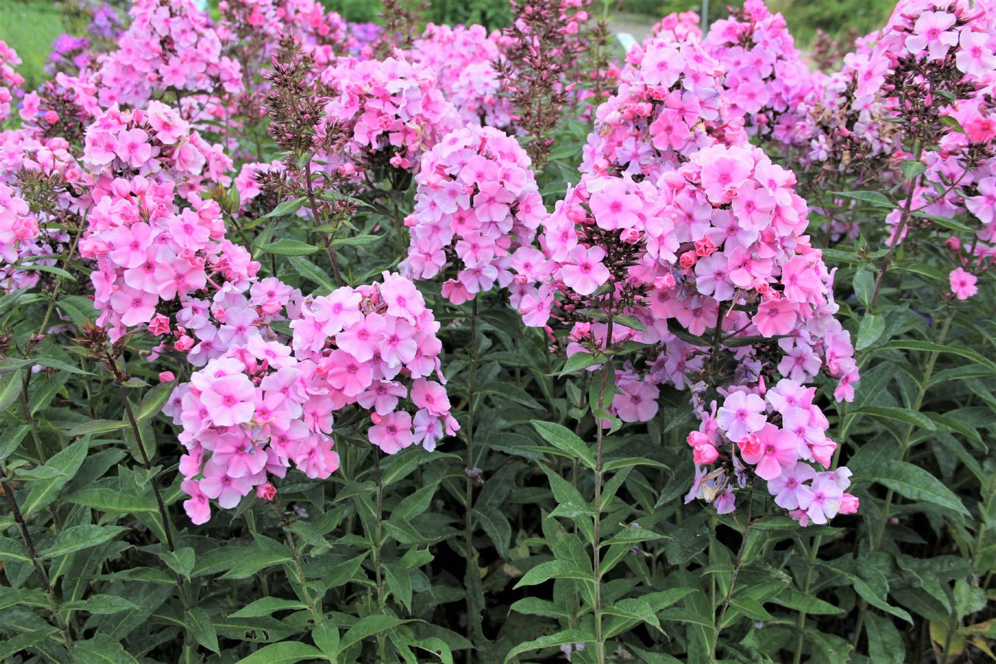 Phlox paniculata 'Sweet Summer Fragrance' (Flammenblume)