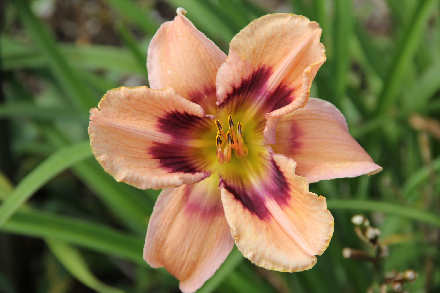 Hemerocallis 'Paper Butterfly' Großblumige Taglilie