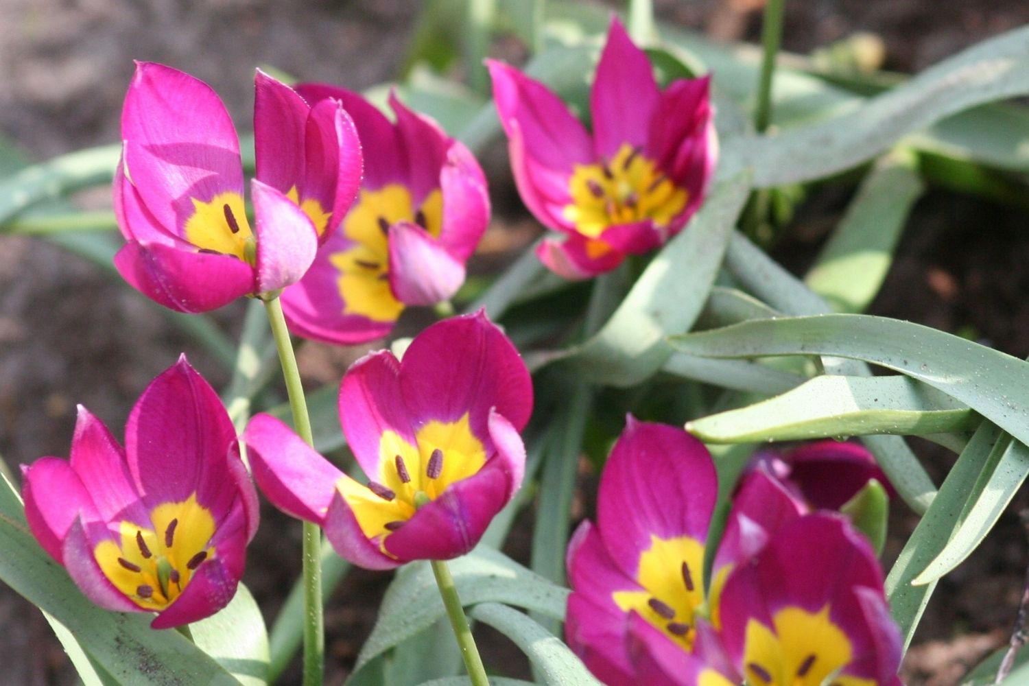 Tulipa humilis 'Persian Pearl' Persische Wildtulpe