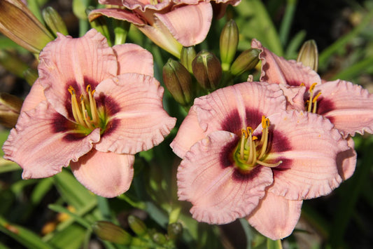 Hemerocallis 'Siloam Merle Kent' Kleinblumige Taglilie