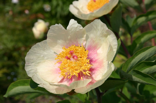 Paeonia lactiflora 'Charlice' Staudenpfingstrose