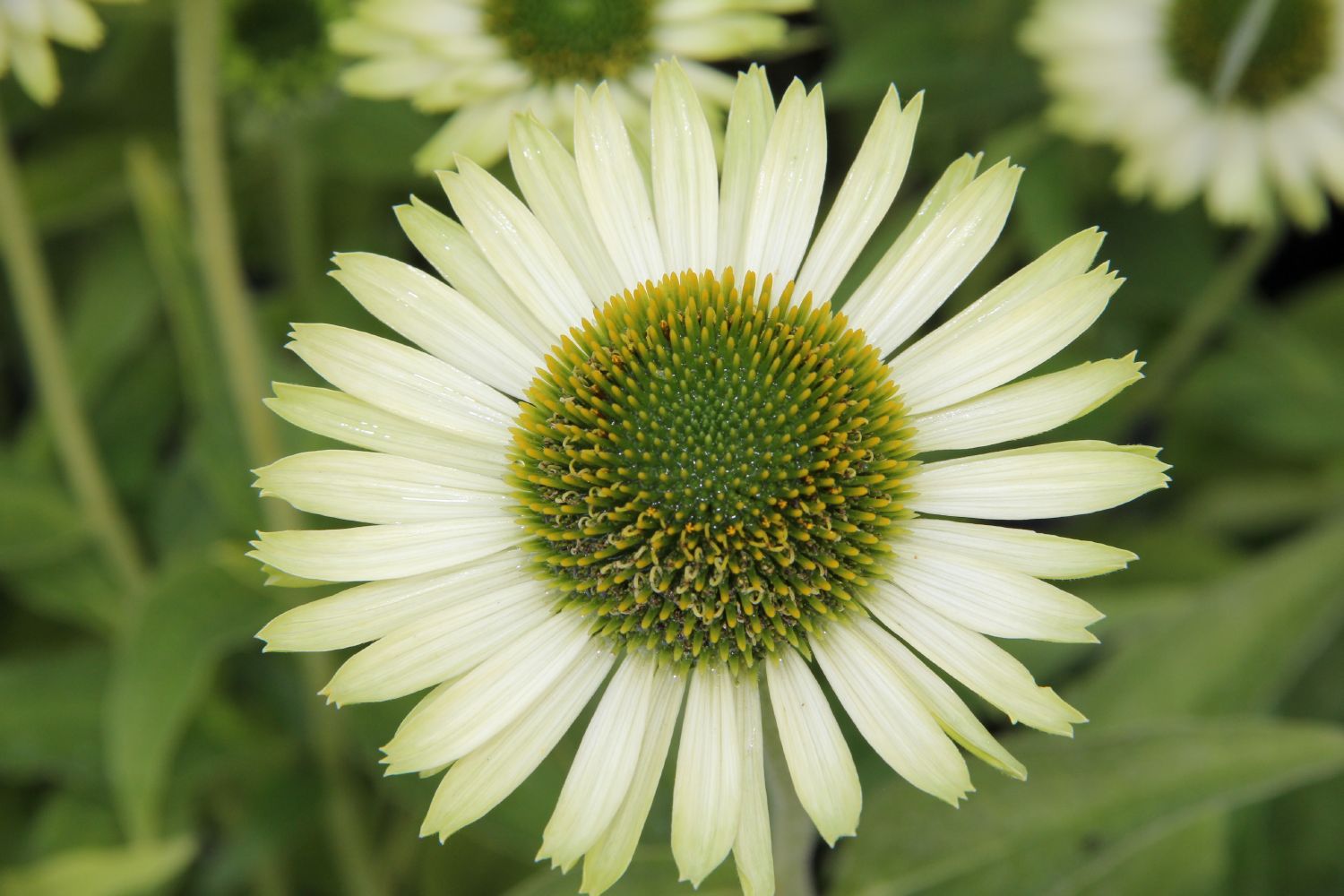 Echinacea 'Green Jewel' Scheinsonnenhut