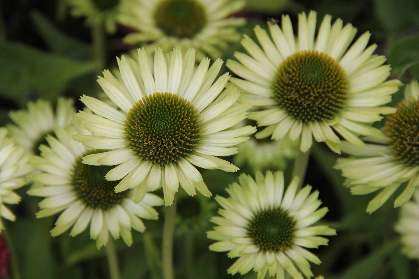 Echinacea 'Green Jewel' (Scheinsonnenhut)