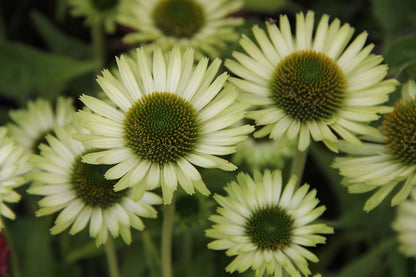 Echinacea 'Green Jewel' (Scheinsonnenhut)