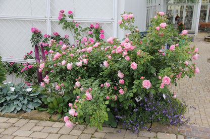 Rose 'Hans Gönewein Rose' (Beetrose)