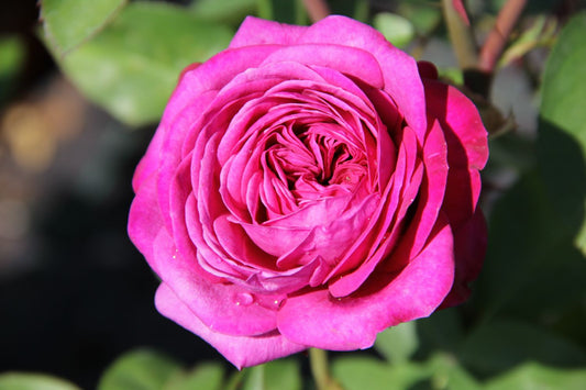 Rose 'Heidi Klum' ® Zwergrose | Patiorose