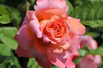 Rose 'Augusta Luise' Edelrose