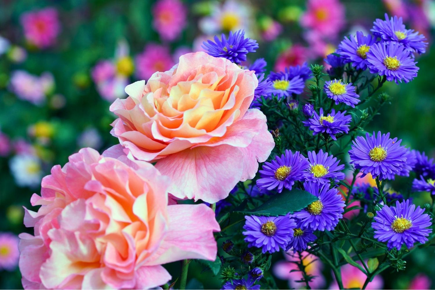 Rose 'Augusta Luise' (Edelrose)