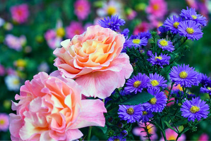 Rose 'Augusta Luise' (Edelrose)