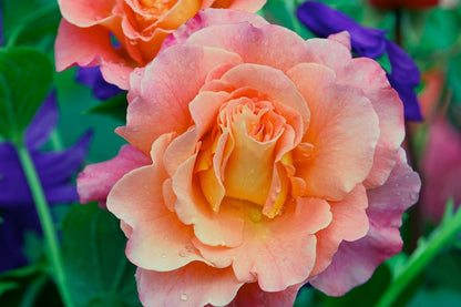 Rose 'Augusta Luise' (Edelrose)