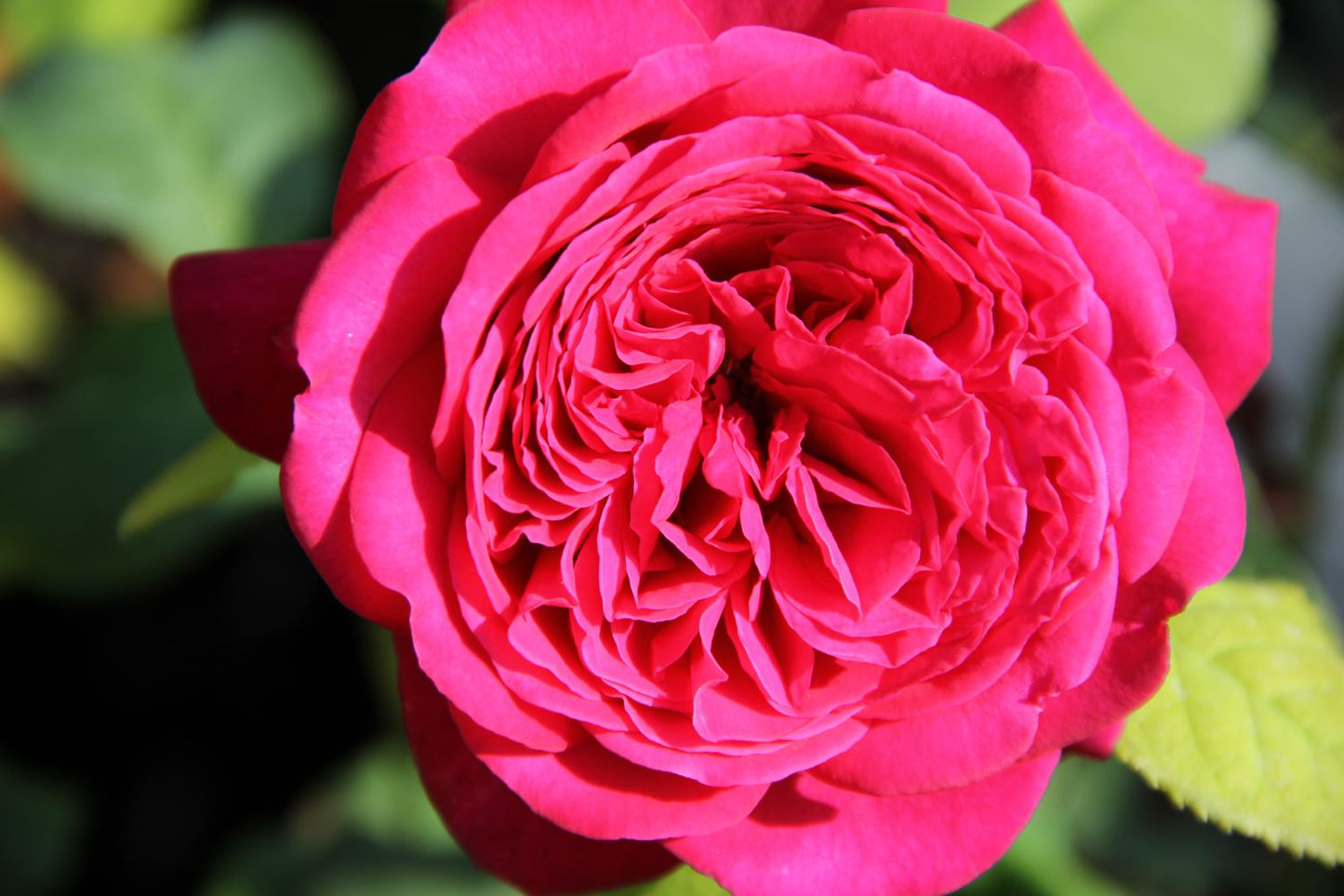 Rose 'Johann Wolfgang von Goethe' Edelrose