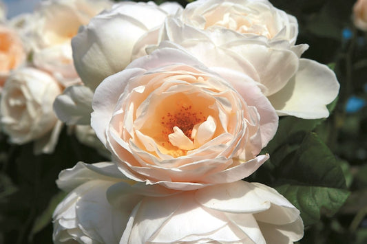 Rose 'Uetersener Klosterrose' Kletterrose