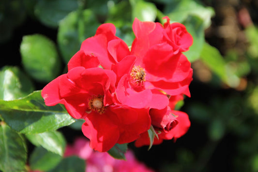 Rose 'Alpenglühen' Bodendeckerrosen