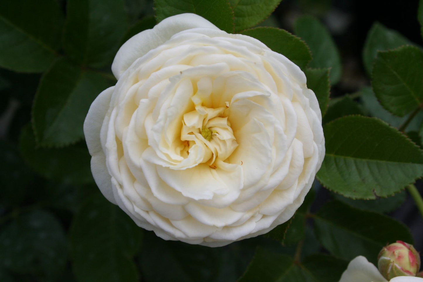 Rose 'Artemis' (Strauchrose)