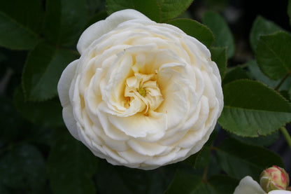 Rose 'Artemis' (Strauchrose)