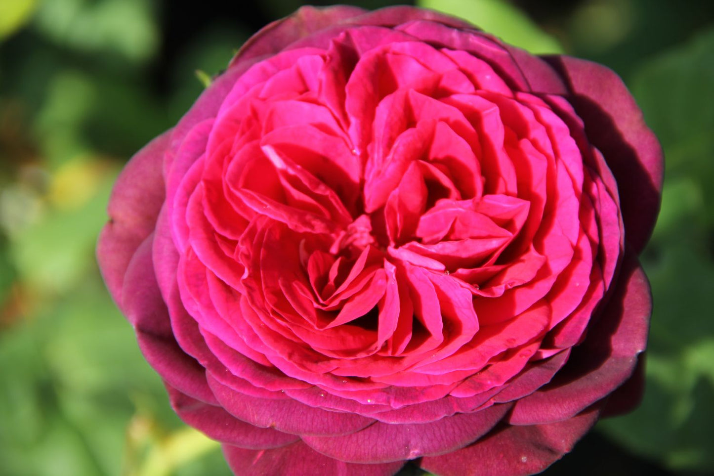 Rose 'Astrid Gräfin von Hardenberg' Strauchrose