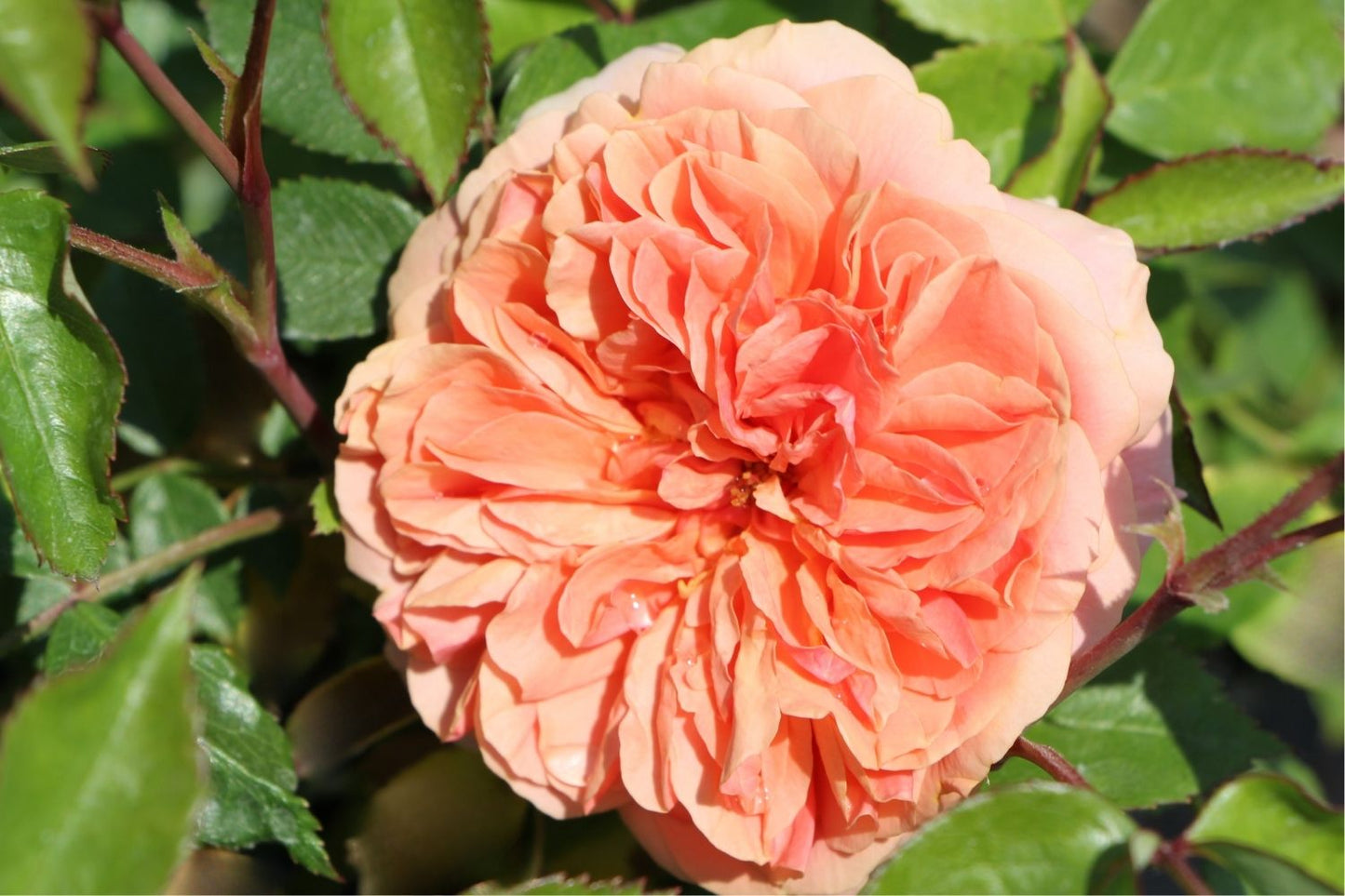 Rose 'Chippendale' (Strauchrose)