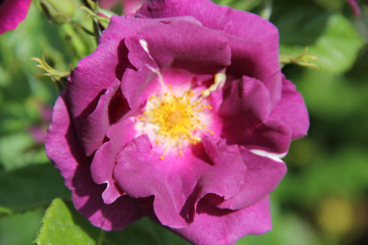 Rose 'Rhapsody in Blue' Strauchrose