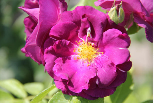 Rose 'Rhapsody in Blue' Strauchrose