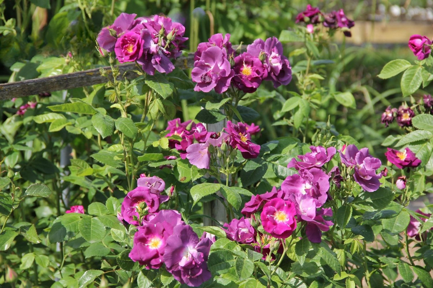 Rose 'Rhapsody in Blue' (Strauchrose)