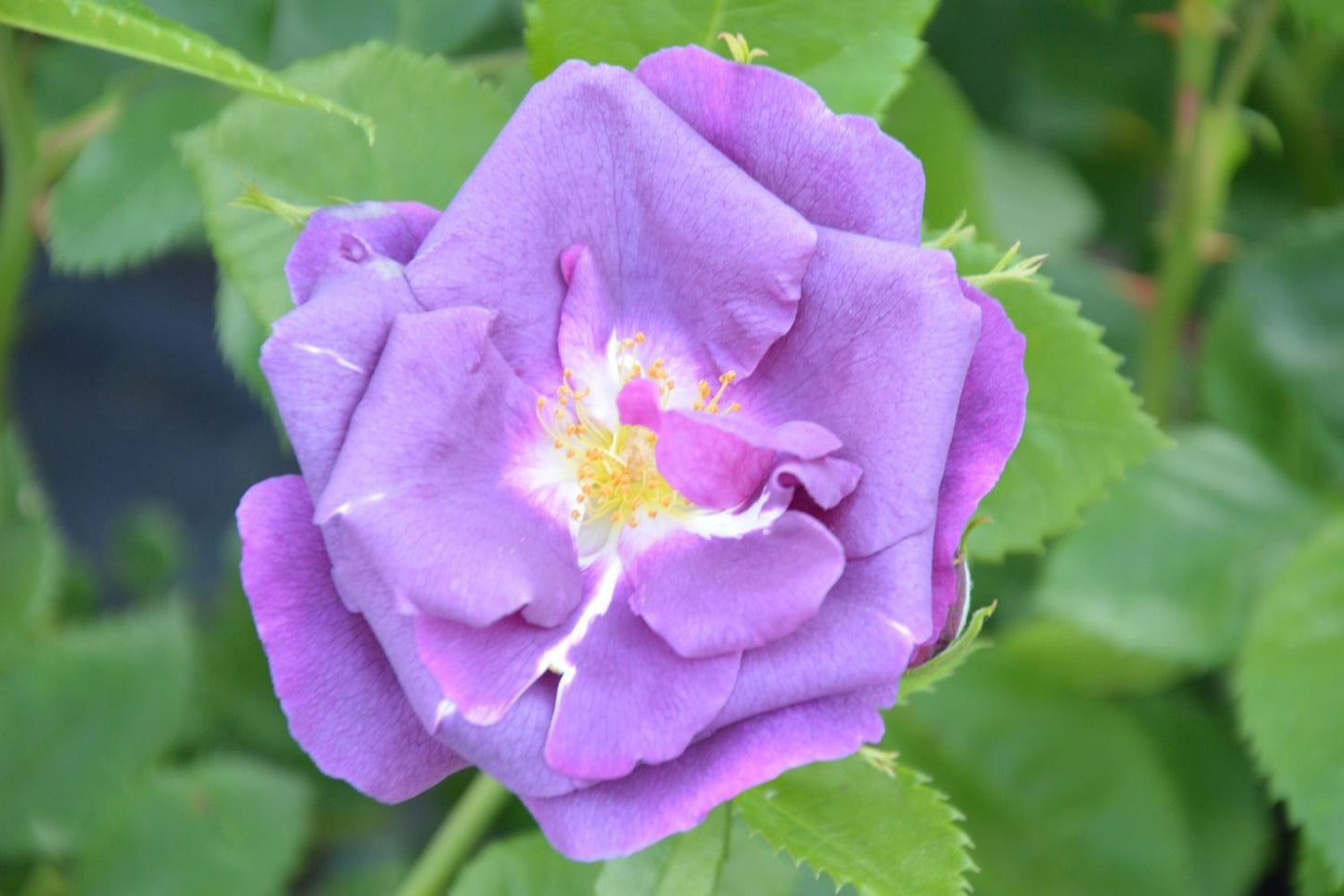 Rose 'Rhapsody in Blue' (Strauchrose)