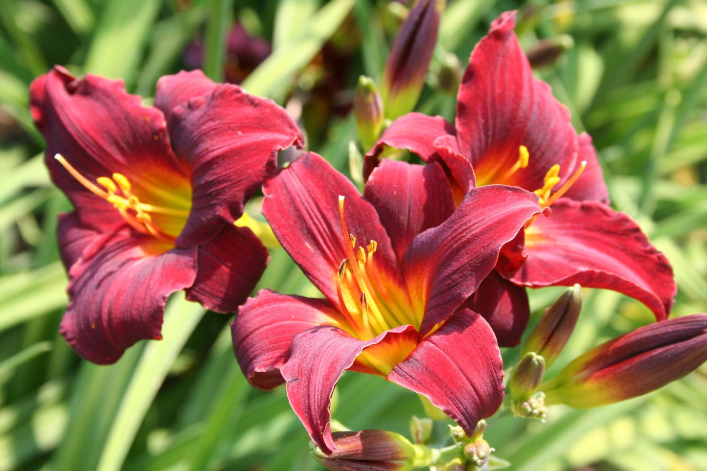 Hemerocallis 'Dark Avenger' Kleinblumige Taglilie