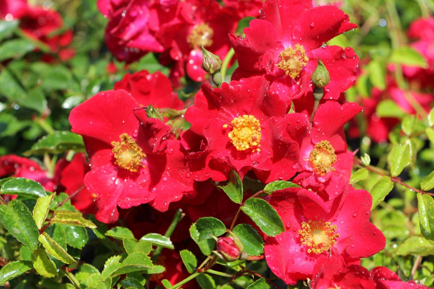 Rose 'Alcantara' (Bodendeckerrose)