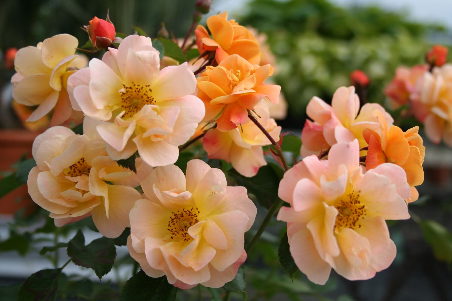 Rose 'Sedana' ® Bodendeckerrose