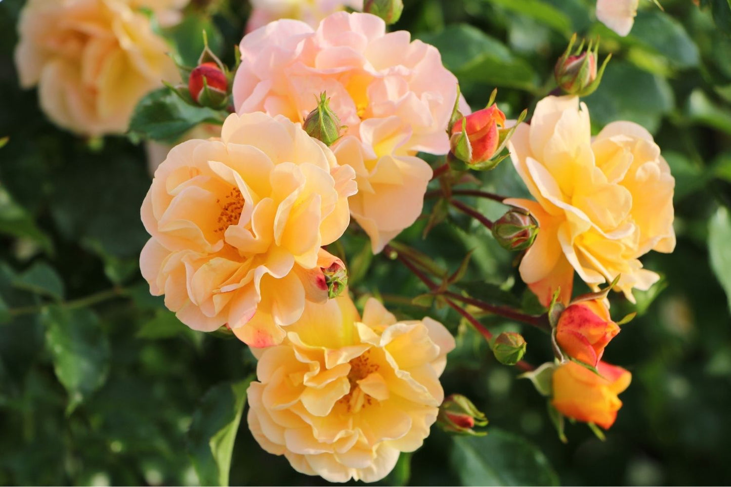 Rose 'Sedana' ® Bodendeckerrose