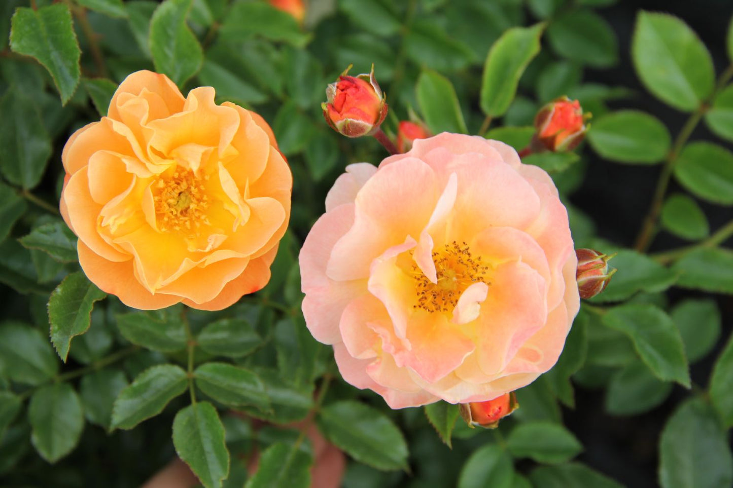 Rose 'Sedana' ® (Bodendeckerrose)